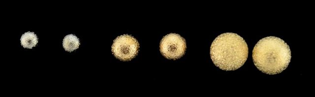 PENDIENTES SET 3 BOLAS